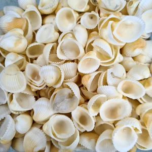Evinizdeki Okyanus Esintisi Turkuaz Hediyelik Deniz Kabuğu 100 gr Paket Clam Rose Cochles - Renkli