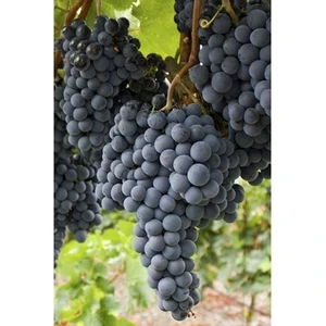 Ucuzluk Diyarı Kalecik Karası Üzüm Fidanı Fidanı Şaraplık 2 Yaş