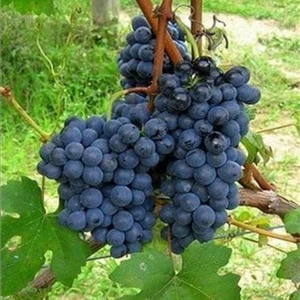 Ucuzluk Diyarı 2 Adet Alphonse Lavalle Üzüm Fidanı Tüplüdür 1 Yaş