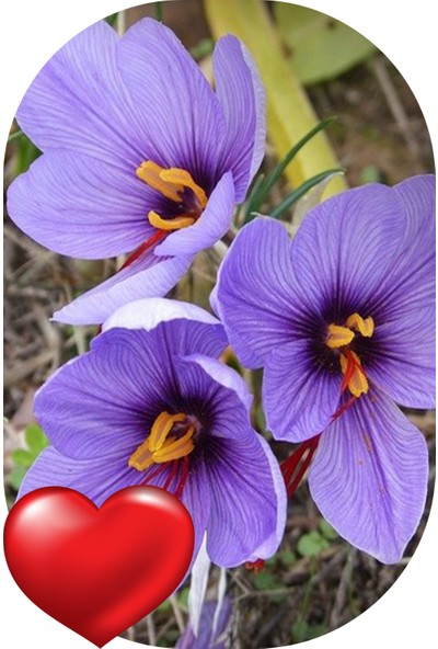 Net Tarım 1 Adet Horasan Safran Çiçeği Soğanı