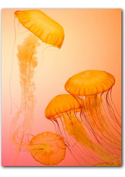 Cakatablo Ahşap Tablo Turuncu Renkli Denizanaları (25X35 cm Boyut)