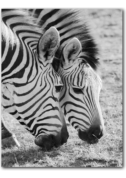 Cakatablo Ahşap Tablo Siyah Beyaz Zebra Görseli (25X35 cm Boyut)