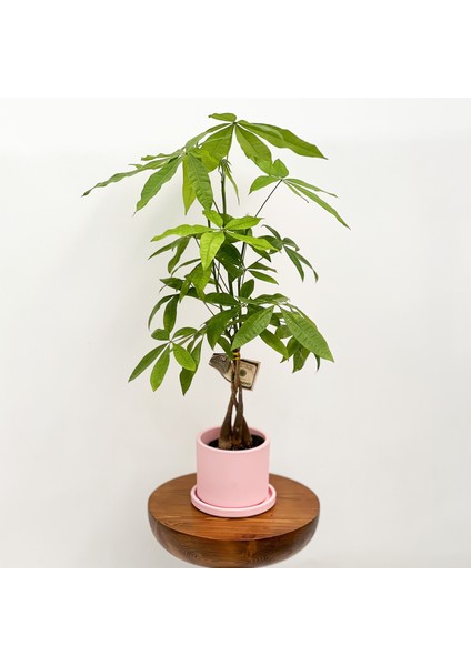 Pachira Aquatica - Ruby Pembe Saksılı Para Ağacı 30-40cm