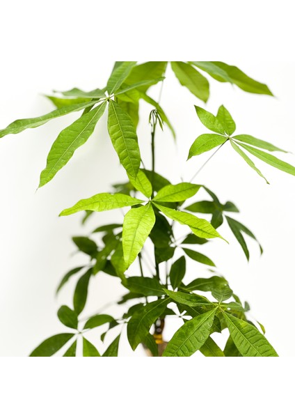 Pachira Aquatica - Ruby Pembe Saksılı Para Ağacı 30-40cm fiyatları