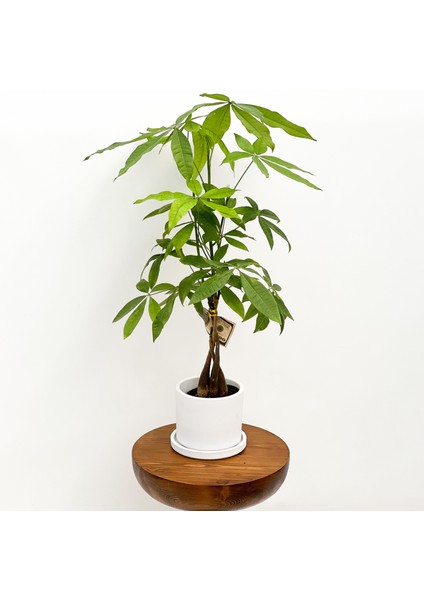 Pachira Aquatica - Ruby Beyaz Saksılı Para Ağacı 30-40cm