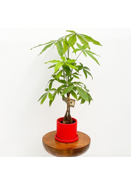 Pachira Aquatica - Ruby Kırmızı Saksılı Para Ağacı 30-40cm