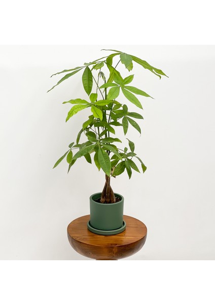 Pachira Aquatica - Ruby Yeşil Saksılı Para Ağacı 30-40cm
