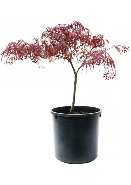 Acer Palmatum - Akçaağaç