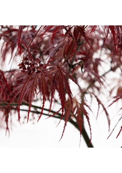 Acer Palmatum - Akçaağaç