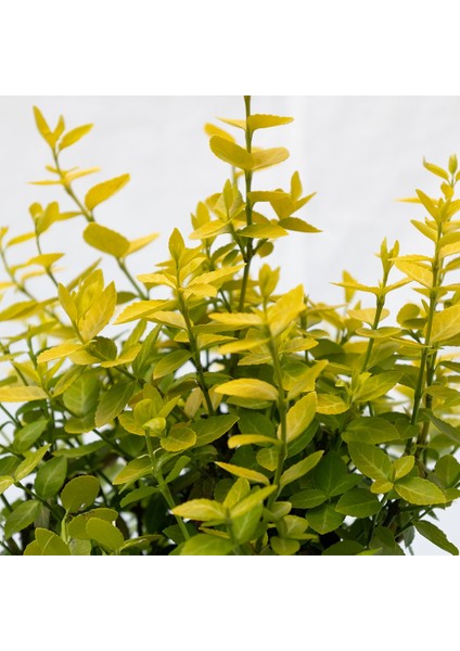 Euonymus Fortunei Goldy - Sarı Alaca Yapraklı Yayılıcı Taflan