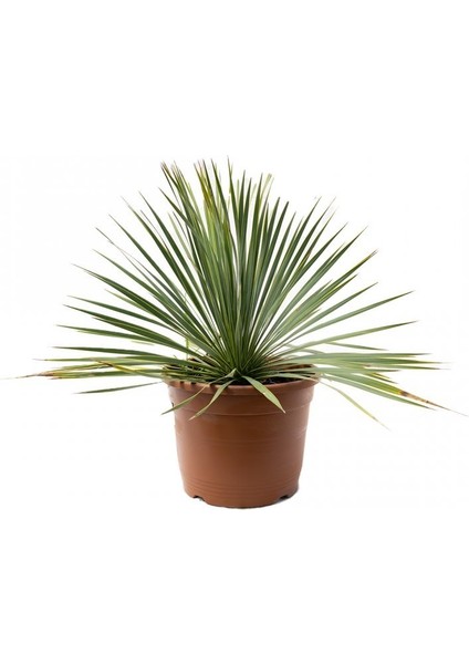 Yucca Rostrata - Gagalı Yukka