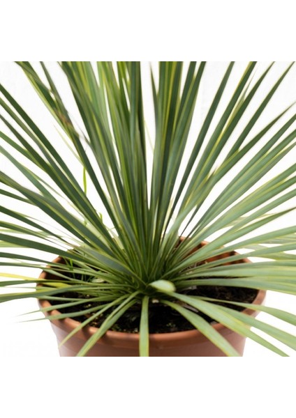 Yucca Rostrata - Gagalı Yukka