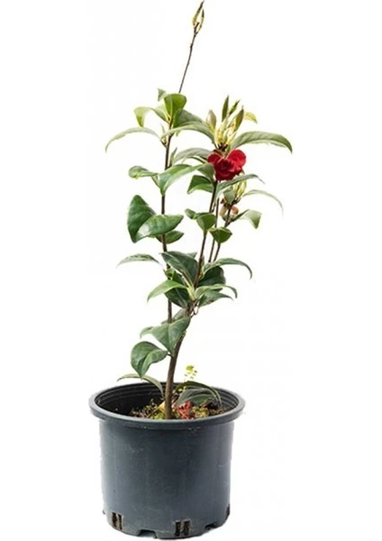 Işık Peyzaj Camellia Japonica - Japon Kamelyası