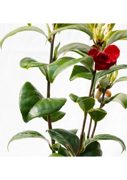 Camellia Japonica - Japon Kamelyası