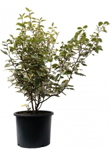 Elaeagnus Ebbingei Gilt Edge - Süs Iğdesi