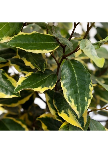 Elaeagnus Ebbingei Gilt Edge - Süs Iğdesi