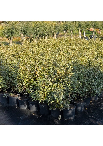 Elaeagnus Ebbingei Gilt Edge - Süs Iğdesi