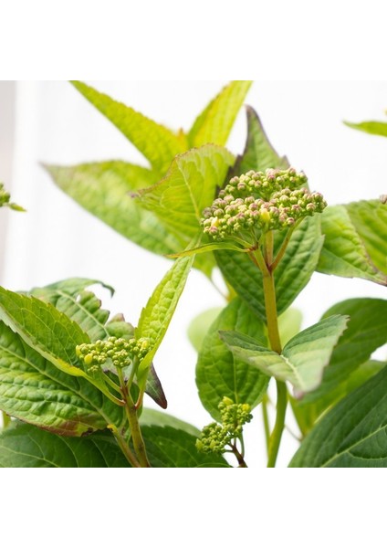 Hydrangea - Ortanca