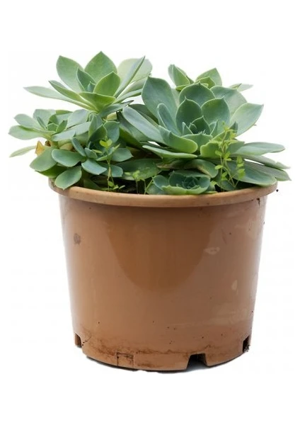 Işık Peyzaj Echeveria – Eçeverya