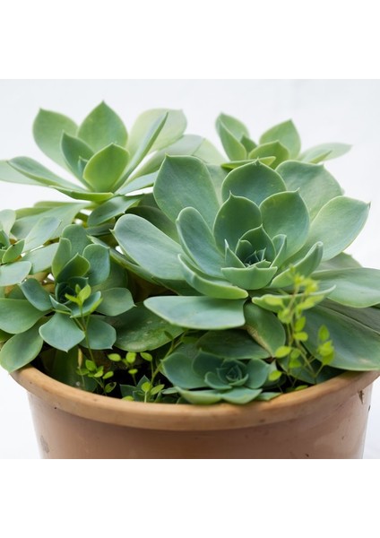 Echeveria – Eçeverya