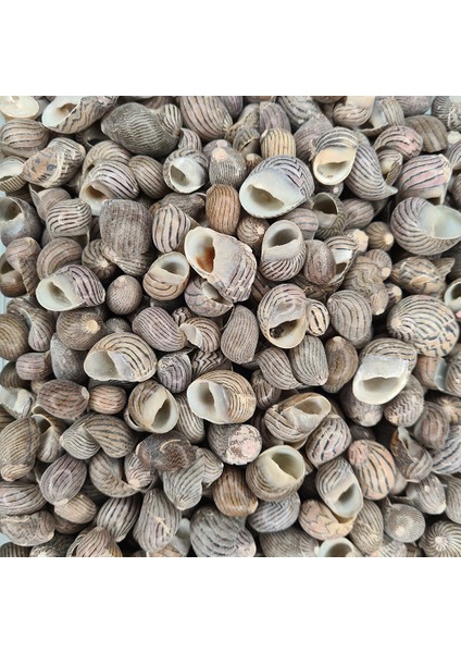Deniz Kabuğu 100 gr Paket Nerıta Communıs