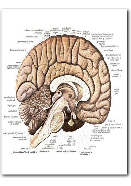 Cakatablo Ahşap Tablo Insan Anatomi Beyin Şema Görseli (50X70 cm Boyut)