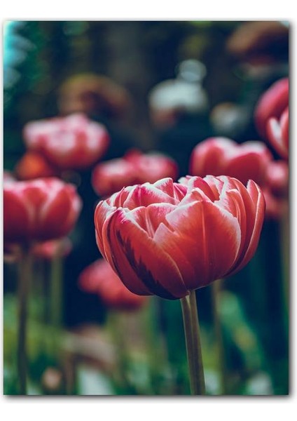 Cakatablo Ahşap Tablo Kırmızı Lale Yakın Çekim Flu Arkaplan (25X35 cm Boyut)