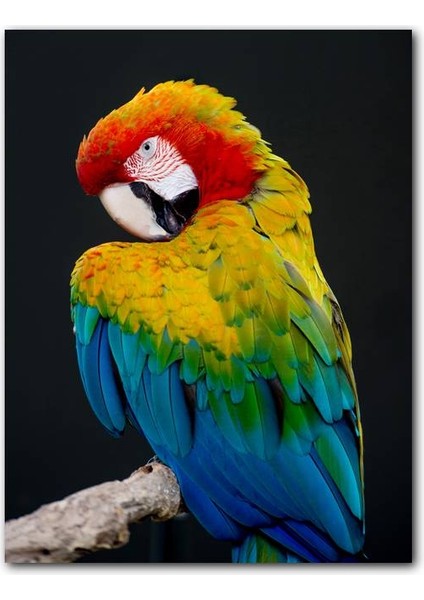 Cakatablo Ahşap Tablo Mavi Sarı Kırmızı Macaw Siyah Arkaplan (25X35 cm Boyut)