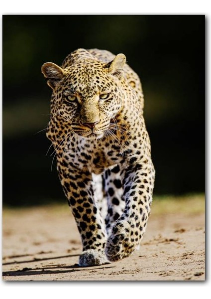 Cakatablo Ahşap Tablo Sinirli Bakışlı Leopar Flu Arkaplan (25X35 cm Boyut)