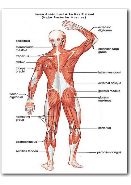 Cakatablo Ahşap Tablo Insan Anatomusi Arka Kas Sistemi (Major Posterior Muscles) (25X35 cm Boyut)