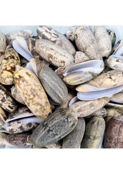 Deniz Kabuğu 100 gr Paket Golden Olıve
