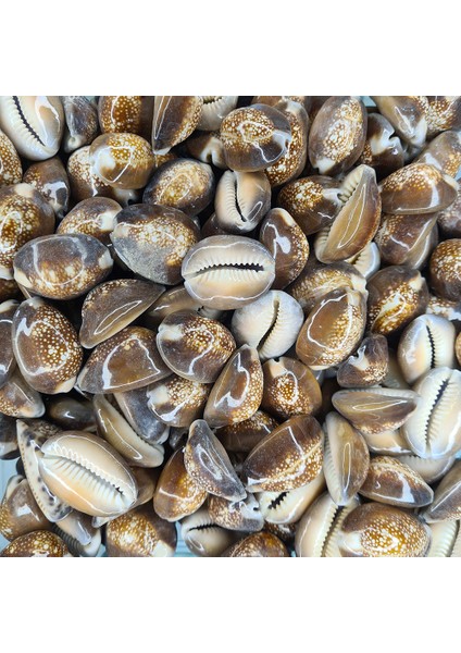 Deniz Kabuğu 100 gr Paket Cyprea Caputserpentıs