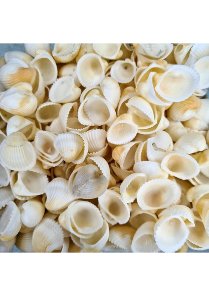 Deniz Kabuğu 100 gr Paket Clam Rose Cochles - Renkli