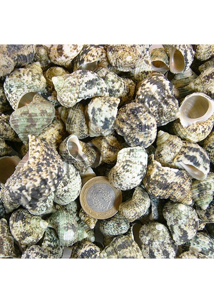 Deniz Kabuğu 100 gr Paket Bruneus