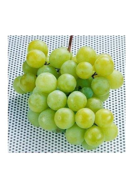 Yalova Incisi Üzüm Fidanı Tüplüdür 1,5 Yaş