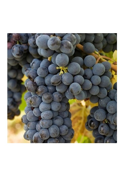 2 Adet Merlot ( Şaraplık ) Üzüm Fidanı Tüplüdür 2 Yaş