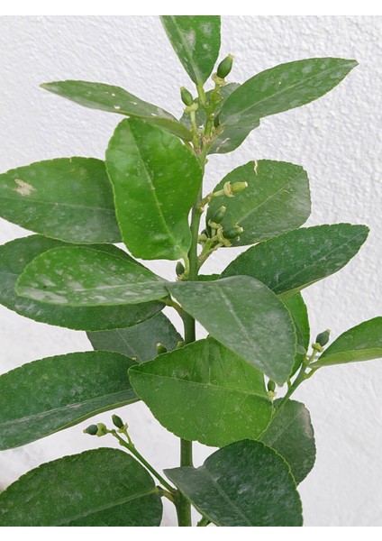 Thai Lime Limon Fidanı 5 Yaş 80 Cm