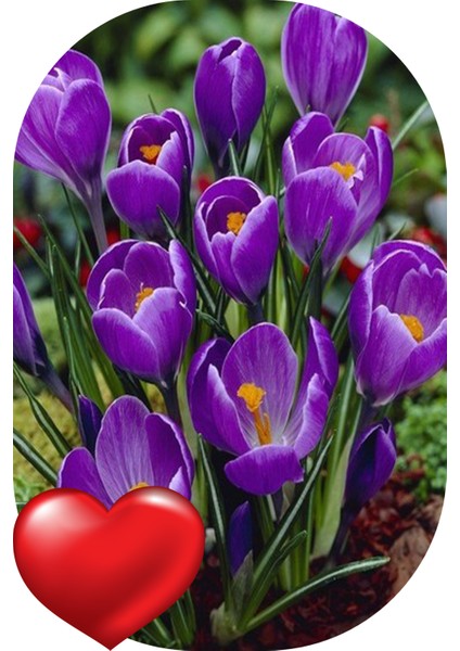 Net Tarım 25 Adet Safranbolu Safran Soğanı