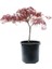 Acer Palmatum - Akçaağaç 1