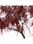 Acer Palmatum - Akçaağaç 2