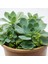 Echeveria – Eçeverya 2