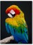 Cakatablo Ahşap Tablo Mavi Sarı Kırmızı Macaw Siyah Arkaplan (25X35 cm Boyut) 1