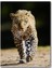 Cakatablo Ahşap Tablo Sinirli Bakışlı Leopar Flu Arkaplan (25X35 cm Boyut) 1
