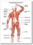 Cakatablo Ahşap Tablo Insan Anatomusi Arka Kas Sistemi (Major Posterior Muscles) (25X35 cm Boyut) 1
