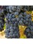 Merlot ( Şaraplık ) Üzüm Fidanı Tüplüdür 2 Yaş 1