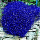 Kamondo Tohum 15 Ader Mavi Renkli Sarkan Lobelya Çiçeği Tohumu