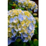 Kamondo Tohum 15 Adet Soft Mavi-Sarı Renkli Ortanca Çiçeği Tohumu