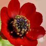 Kamondo Tohum 10 Adet Kırmızı Kan Damlası Çiçek Tohumu
