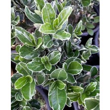 10 Adet Gümüş Taflan, Saksıda, Euonymus Japonicus Silver King