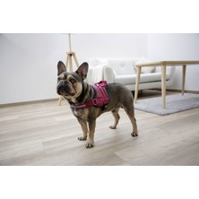 Kerbl Köpek Belden Tasma Maestro 2.0 Bordo 45 - 60 cm